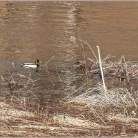 Половодье... :: Aquarius - Сергей