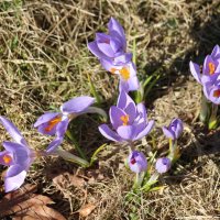 Моменты весны :: Наталья Герасимова