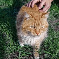 На чистом сливочном масле воспитанный :: Валерий Судачок