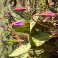 Первоцветы. :: Pippa Первоцветы. :: Pippa