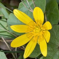 Первоцветы :: Pippa 