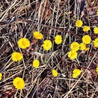 Май...Первоцветы весны! :: Владимир 