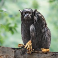 Краснорукий тамарин :: SanSan 