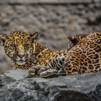 Ягуар :: SanSan 