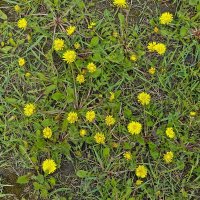 Вот и одуванчики появились :: Валерий Иванович