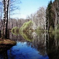 Весенний лес :: Людмила Смородинская Весенний лес :: Людмила Смородинская