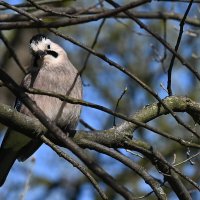 Сойка... :: Николай Саржанов