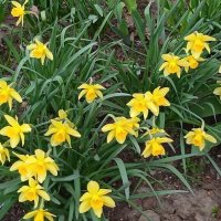 Вот и первые на клумбах ! :: Елена Шаламова