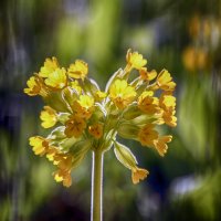 Примула :: Андроник Александр 