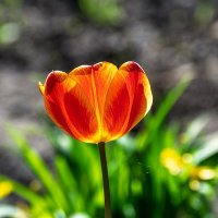 Тюльпан :: Игорь Сикорский