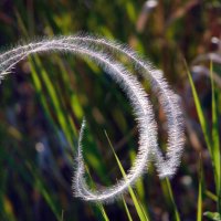 Косы ковыля. :: nadyasilyuk Вознюк