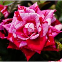 РОЗА... :: Elvira E. 