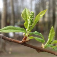 Весеннее :: Елена Семигина