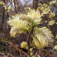 Весеннее :: Елена Семигина