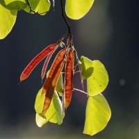 Утро. :: Alexander Amromin