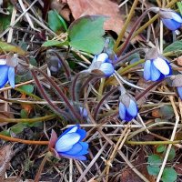 Первые цветы :: Ирина Румянцева