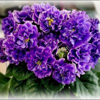 Фиалочка :: Елена Сухорученкова