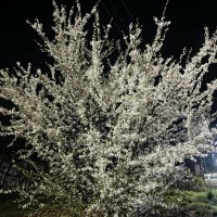 Цветение па Пасху :: Татьяна Пальчикова