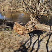 коллекция пней :: ИННА ПОРОХОВА