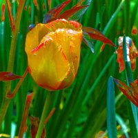 ТЮЛЬПАНЫ-4 :: Елена Куприянова 