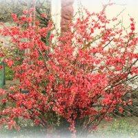 Айва японская (хеномелес ) :: Ирина 