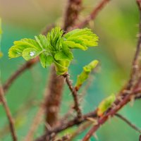 Весна :: Ирина Соловьёва