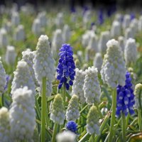 мускари Зарядье 13 апреля :: Михаил Бибичков