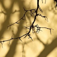 Акация и тень :: Павленко Михаил 