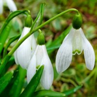 Подснежники :: Милешкин Владимир Алексеевич 