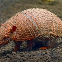 Девятипоясный броненосец :: Aleksey Afonin