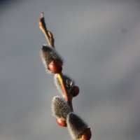 Весна :: Наталья Герасимова