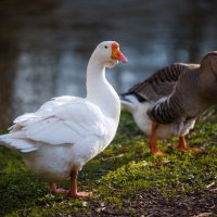 Гуси :: Игорь Егоров