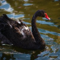 Чёрный лебедь :: Игорь Егоров