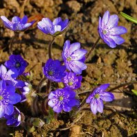 Кусочек неба на земле (Печёночница) :: Светлана 