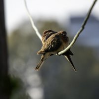 *** :: Alexander Amromin