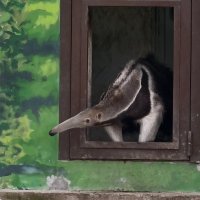 Муравьед :: <<< Наташа >>>