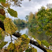 Листья липы на ветке :: Лилия 