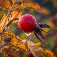 Ягода шиповника :: Лилия 