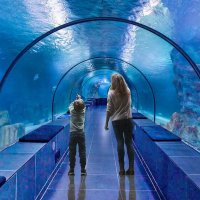 Подводный мир -2 :: irina Schwarzer