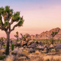 Joshua Tree National Park :: Валерий Кокорев