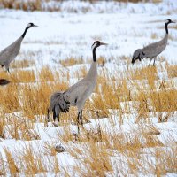 Запоздалая весна :: Михаил Белоусов