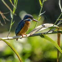 Зимородок. :: Alexander Amromin