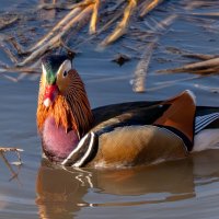 мандарин :: Сергей Флетчер