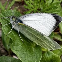 Капустница- белянка :: Мариша Тим