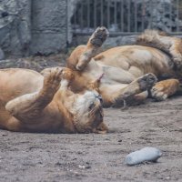 утомлённые.... :: Аркадий Лаптенко