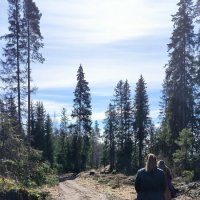 По весеннему лесу. :: Ольга 