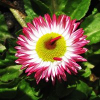 Во всей красе :: Людмила Смородинская