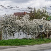 цветет вишня :: Игорь Сикорский