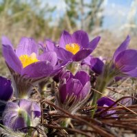 Прошлогодний апрель был куда веселей :: Елена Шаламова