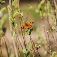 Прекрасные мгновения весны ... :: Ravile 